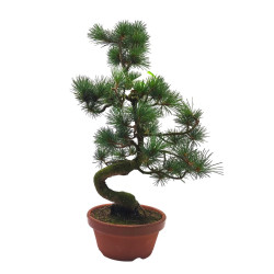 Μπονσάι Pinus Parviflora Μπονσάι Pinus Parviflora
