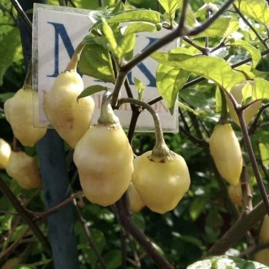 Καυτερή πιπεριά Ajoema-Habanero Bumpy White - 15 σπόροι