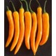 Πιπεριά "καρότο" Βουλγαρίας καυτερή! 10 Σπόροι