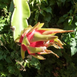 Το Φρούτο του Δράκου " Yellow Dragon Fruit" - Pitaya 20 σπόροι Το Φρούτο του Δράκου " Yellow Dragon Fruit" - Pitaya 20 σπόροι