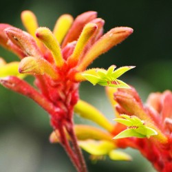 Το πόδι του Καγκουρό (Anigozanthos Flavidus) - 10 Σπόροι