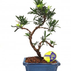 Αυθεντικό Μπονσάι Podocarpus chinensis