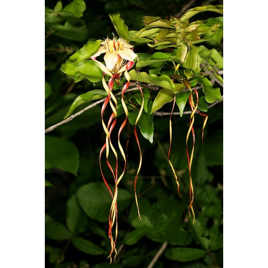 Poison Rope Φυτό - 5 Σπόροι Poison Rope Φυτό - 5 Σπόροι