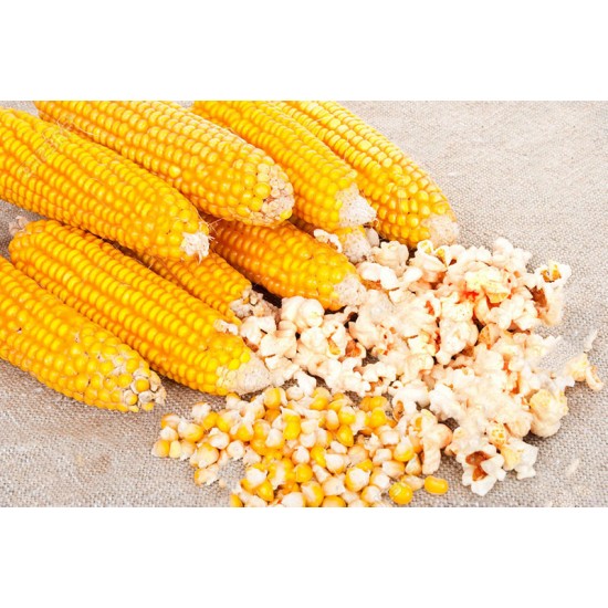 Καλαμπόκι για Pop Corn 4γρ Σποροι Καλαμποκιου Καλαμπόκι για Pop Corn 4γρ Σποροι Καλαμποκιου