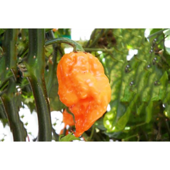 Καυτερή Πιπεριά Ghost Pepper Πορτοκαλί - 6 Σπόροι Καυτερή Πιπεριά Ghost Pepper Πορτοκαλί - 6 Σπόροι