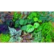 Λίπασμα Για Πράσινα Φυτά και Ανάπτυξη Fytopan 300ml