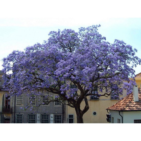 Παουλόβνια/Παυλωνια 30+ σπόροι (Paulownia Tomentosa/Τομεντόζα) To πιο γρήγορο Δέντρο! Παουλόβνια/Παυλωνια 30+ σπόροι (Paulownia Tomentosa/Τομεντόζα) To πιο γρήγορο Δέντρο!