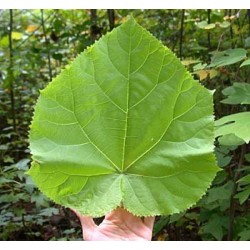 Παουλόβνια/Παυλωνια 30+ σπόροι (Paulownia Tomentosa/Τομεντόζα) To πιο γρήγορο Δέντρο!