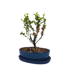Μπονσάι Prunus Tomentosa