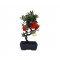 Μπονσάι Pyracantha Angustifolia