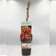 Raspberry | Κόκκινο Μούρο / Σμέουρο -1 Φυτό (50εκ.)
