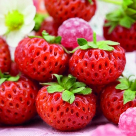 Φράουλα Raspy Strawberry 2 ρίζες