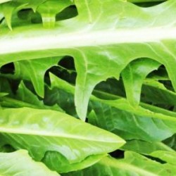 Ραδίκι/ραδίκια Chicory 10gr. σπόροι
