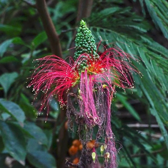 Calliandra Calothyrsus - 10 Σπόροι Calliandra Calothyrsus - 10 Σπόροι