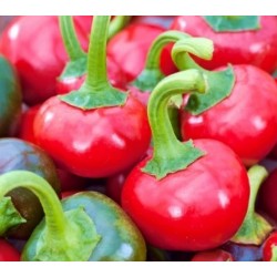 Καυτερή πιπεριά "Red Coral"- Capsicum annuum 0.2g σπόροι