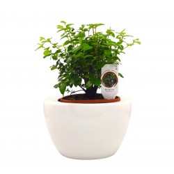 Σύνθεση bonsai Sageretia με κασπώ λευκό Φ19x29 εκ. Ύψος !