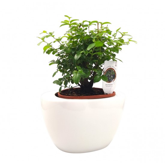 Σύνθεση bonsai Sageretia με κασπώ λευκό Φ19x29 εκ. Ύψος !