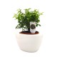 Σύνθεση bonsai Sageretia με κασπώ λευκό Φ19x29 εκ. Ύψος !