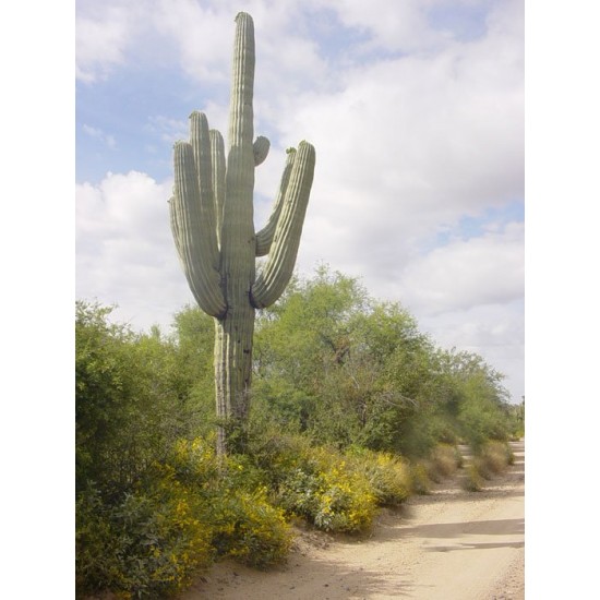 Saguaro/Σαγκουάρο Κάκτος/Cactus 10 Σπόροι (Carnegeia Gigantea)