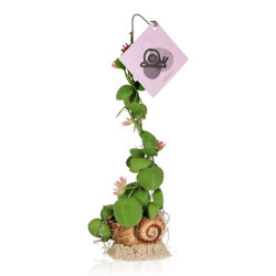 Σαλιγκαρόφυτο "Dischidia pectenoides Snaily" - 35 εκ.