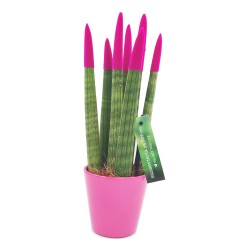Σανσεβιέρια (Sansevieria) Φυτό Διάφορα Χρώματα - 30-32εκ Ύψος