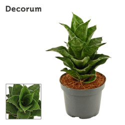 Σανσιβέρια "sansevieria-mahanakorn" - 18 εκ.