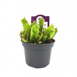 Heliamphora Σαρκοφάγο Φυτό - 15 εκ.
