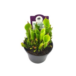 Heliamphora Σαρκοφάγο Φυτό - 15 εκ.