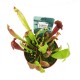 Sarracenia Venosa Σαρκοφάγο φυτό στο γλαστράκι του Sarracenia Venosa Σαρκοφάγο φυτό στο γλαστράκι του