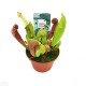 Sarracenia Venosa Σαρκοφάγο φυτό στο γλαστράκι του Sarracenia Venosa Σαρκοφάγο φυτό στο γλαστράκι του