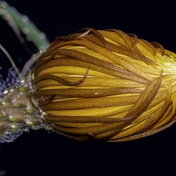 Κάκτος "Η Βασίλισσα της Νύχτας" (Selenicereus grandiflorus) - 50 σπόροι