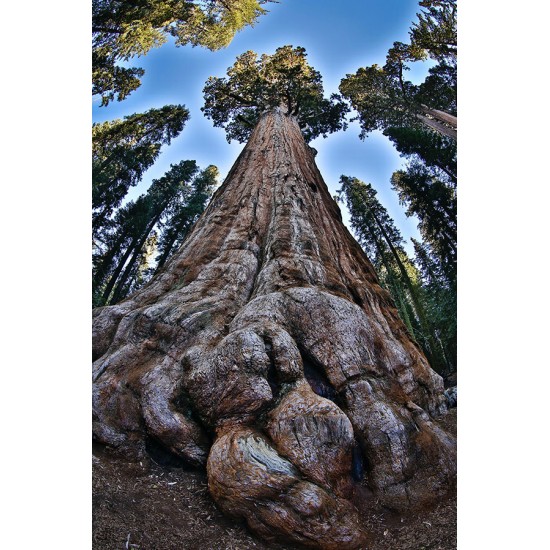 Δέντρο Γίγαντας Σεκόγια (Sequoiadendron giganteum) - 10 σπόροι