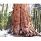 Δέντρο Γίγαντας Σεκόγια (Sequoiadendron giganteum) - 10 σπόροι Δέντρο Γίγαντας Σεκόγια (Sequoiadendron giganteum) - 10 σπόροι
