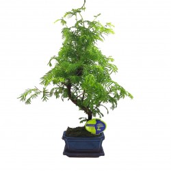 Μπονσάι Metasequoia (Σεκόγια)