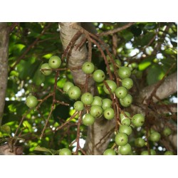 Το σύκο της Αφρικής - Ficus capensis 10 σπόροι.