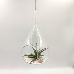 Κρεμαστή σύνθεση Αερόφυτου Tilandsia  Μultiflora  Κρεμαστή σύνθεση Αερόφυτου Tilandsia  Μultiflora