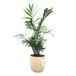 Σύνθεση Χαμαϊδωρέα σε Λευκό Κασπώ Σύνθεση Χαμαϊδωρέα σε Λευκό Κασπώ