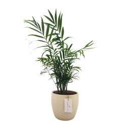 Σύνθεση Χαμαϊδωρέα σε Λευκό Κασπώ Σύνθεση Χαμαϊδωρέα σε Λευκό Κασπώ