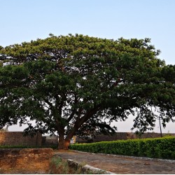 Ακακία Κωνσταντινουπόλεως (Albizia saman) Sleeping Tree - 10 σπόροι
