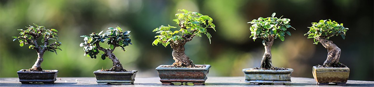 bonsai κιτ καλλιέργειας