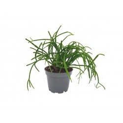 Rhipsalis σε γλαστράκι 6εκ.