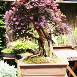 Smoke Tree Μπονσαι Cotinus coggygria - 10 Σπόροι