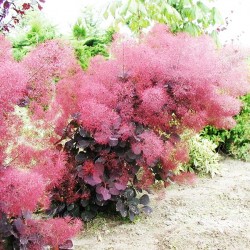 Smoke tree (Continus coggyria) - 70+ σπόροι