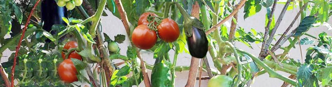 Οδηγιες βλάστησης / Καλλιέργειας σολανο δεντρου Οδηγιες βλάστησης / Καλλιέργειας σολανο δεντρου
