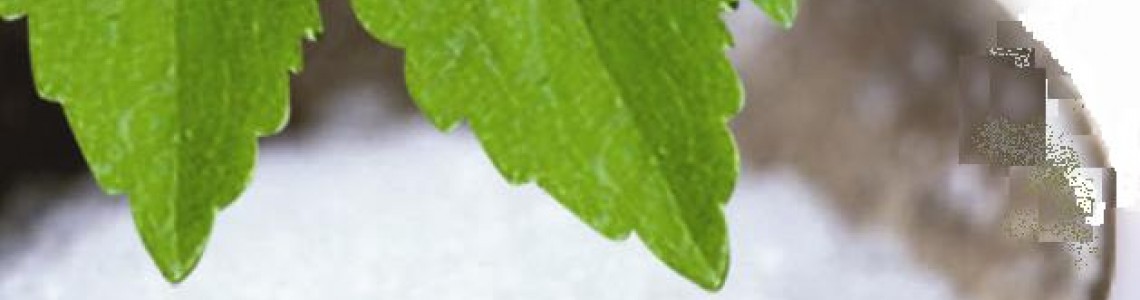 Στέβια Οδηγίες Καλλιέργειας Σπόρων Στέβια Οδηγίες Καλλιέργειας Σπόρων