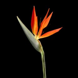 Στρελίτσια / Strelitzia Πακέτο Σπόρων 0,4 g.