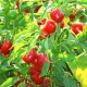 Πιπεριά Red Cherry - 15 Σπόροι