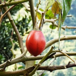 Ταμαρίλο (Tamarillo) - Ντοματόδεντρο - 10 Σπόροι
