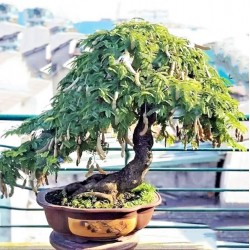 Tamarind Bonsai - 4 σπόροι