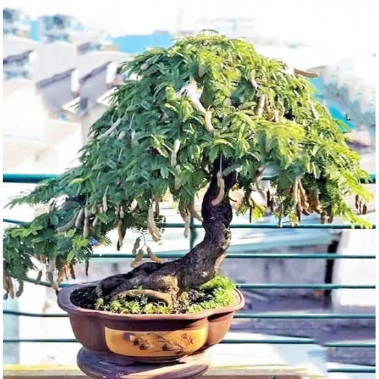 Tamarind Bonsai - 4 σπόροι